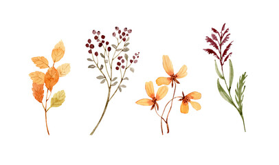 Watercolor set with botanical plants and berries. hand painted .	
