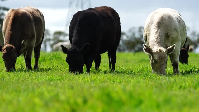 regenerative agriculture on a farm in australia, growing soil microbes