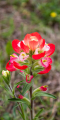 Indian paintbrush flower close-up