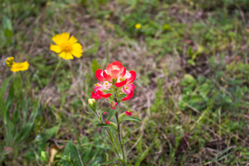 Indian paintbrush and sunflower