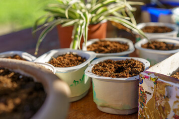 Sustainable Yogurt Tubs Recycled And Reused As Seedling Starter Pots.
