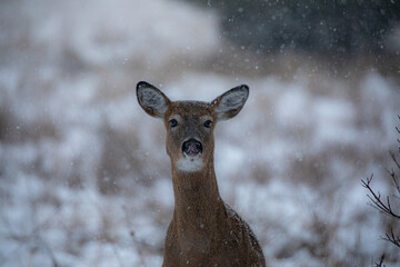 Winter Wonderland