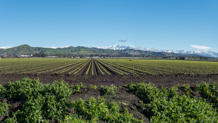 Symetric rows of strawberries planted in agriculture fields with snow covered moutains in distant hills above Ventura