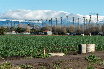 Symetric rows of kale planted in agriculture fields with snow covered moutains in distant hills above Ventura