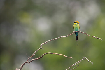 Alone in the wind - Surrounded by cloudy skies and a cold breeze, a male Rainbow bee-eater sits...