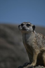 meerkat posing sitting on top