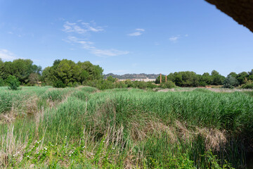 Vegetation and calm in the wetland seen from the hide