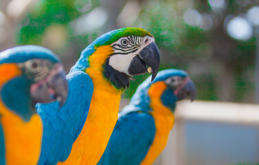 Multicolored macaw parrot in the park