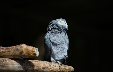 Jaco parrot in the park