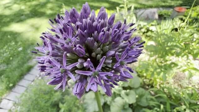 Close-up of large purple allium flower swaying in wind