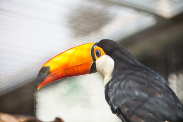 Obraz premium Toucan bird in the park