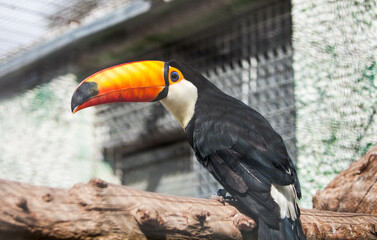 Toucan bird in the park