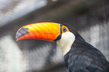 Toucan bird in the park