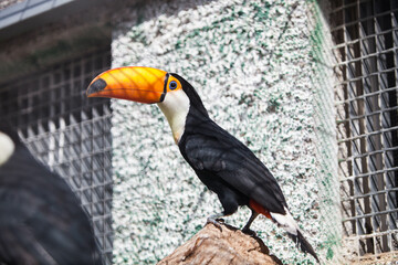 Toucan bird in the park