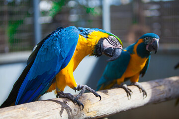 Fototapeta na wymiar Multicolored macaw parrot in the park