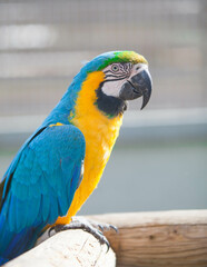 Multicolored macaw parrot in the park