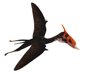 Dsungaripterus Reptile In Flight - Dsungaripterus was a Pterosaur raptor bird that lived in China during the Cretaceous Period. © Catmando