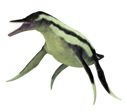 Dolichorhynchops Marine Predator - Dolichorhynchops was a carnivorous marine reptile that lived in the oceans of North America in the Cretaceous Period.