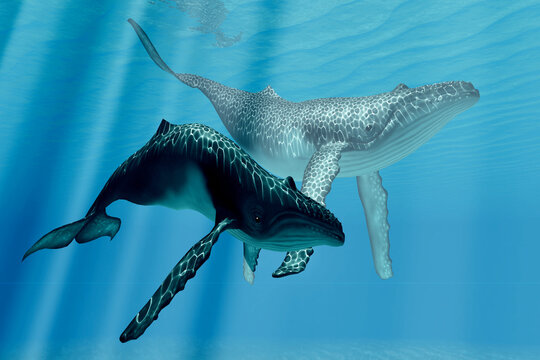 Humpback Whales - Two whales bask in the sunlit warm waters of the tropical ocean.