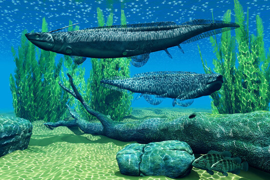 Xenacanthus Devonian Fish - Xenacanthus was a carnivorous marine shark that lived in Devonian and Triassic Period seas.