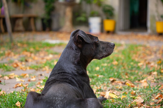 Perro negro de perfil sobre pasto con hojas de otoño