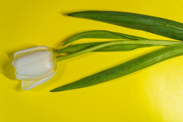 one white tulip on a yellow background.