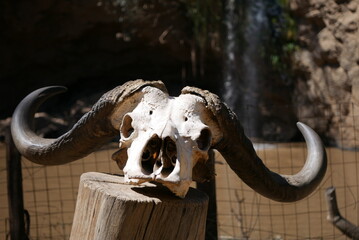 buffallo skull in front of waterfall, lake nakuru - obrazy, fototapety, plakaty