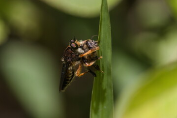 Promachus robber fly preying a bee 