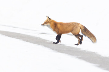 Obraz premium fox in Canadian winter on white background