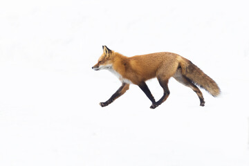 fox in Canadian winter on white background