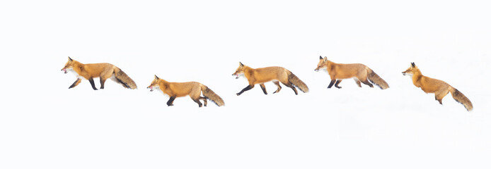Fototapeta premium fox in Canadian winter on white background