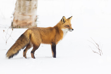Obraz premium fox in Canadian winter on white background