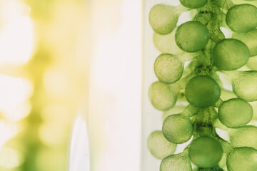 close up of process production and experiment of fuel. Photobioreactor in laboratory of algae fuel, biofuel industry project, Algae research in industrial laboratories for medicine.