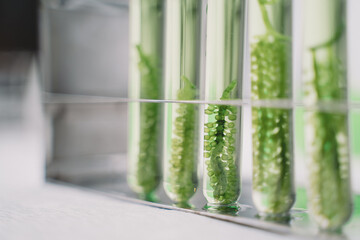 Close-Up Of green alga in laboratory science.