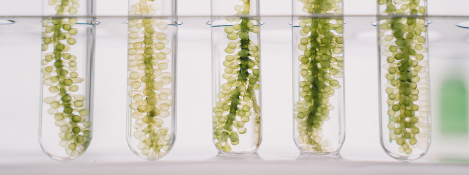 Close-Up Of green alga in laboratory science.