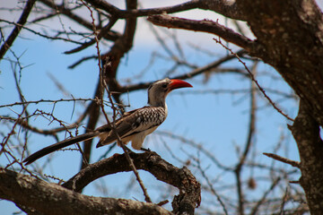 red billed hornbill