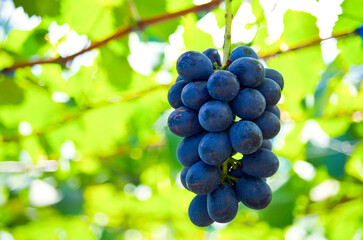 ナガノパープル