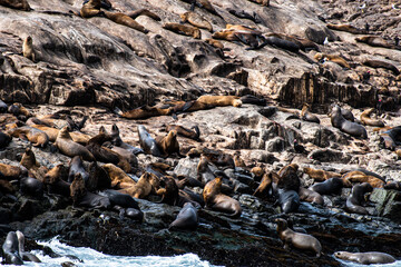 sea lions on the rocks