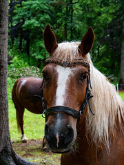 Obraz premium A close-up of a brown horse with a white blaze, adorned with a decorative leather bridle featuring a heart-shaped ornament. Another horse stands in the background amidst lush green forest scenery