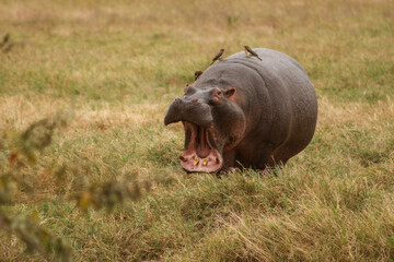 hippopotamus in the water