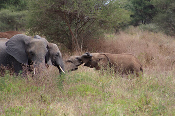 Fototapeta premium elephants in the savannah