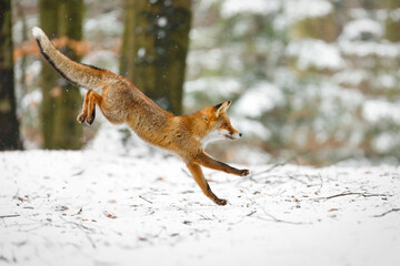 Fox long jump. Red fox, Vulpes vulpes, jumping in winter forest. Wild vixen hunting on snowy forest...