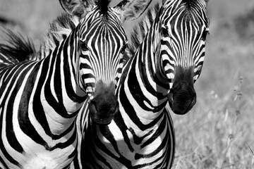 Fototapeta na wymiar zebra pair close up