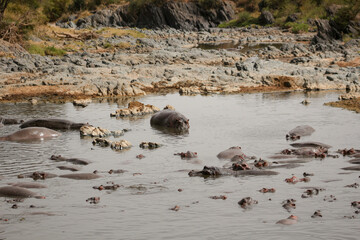 hippo in the water