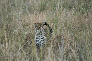 cheetah on the ground