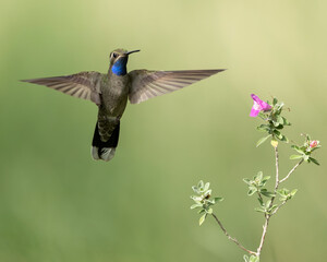 Blue-throated Hummingbird (Lampornis clemenciae)