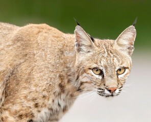 Naklejka na ściany i meble Bobcat (Lynx rufus)