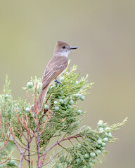 Dusky-capped Flycatcher (Myiarchus tuberculifer), Southeast Arizona, USA