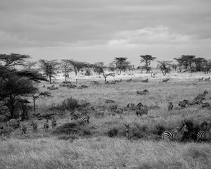 Fototapeta na wymiar wildebeest in serengeti