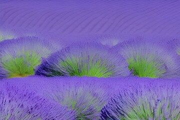Fototapeta na wymiar splendidly colored lavender fields - generative ai